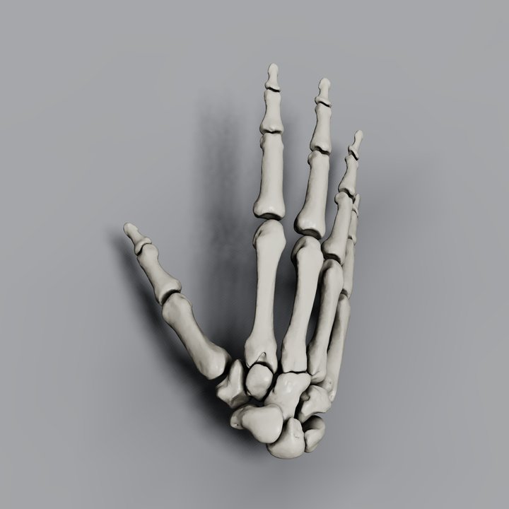 All 27 hand bones (8 carpals, 5 metacarpals, 14 phalanges) from real anatomy-derived meshes (MyoSuite myo_sim, Apache-2.0), assembled through the MJCF kinematic tree and rendered by Fullseye's custom renderer (AO, contact shadow, SSAA, ACES) — click for full size