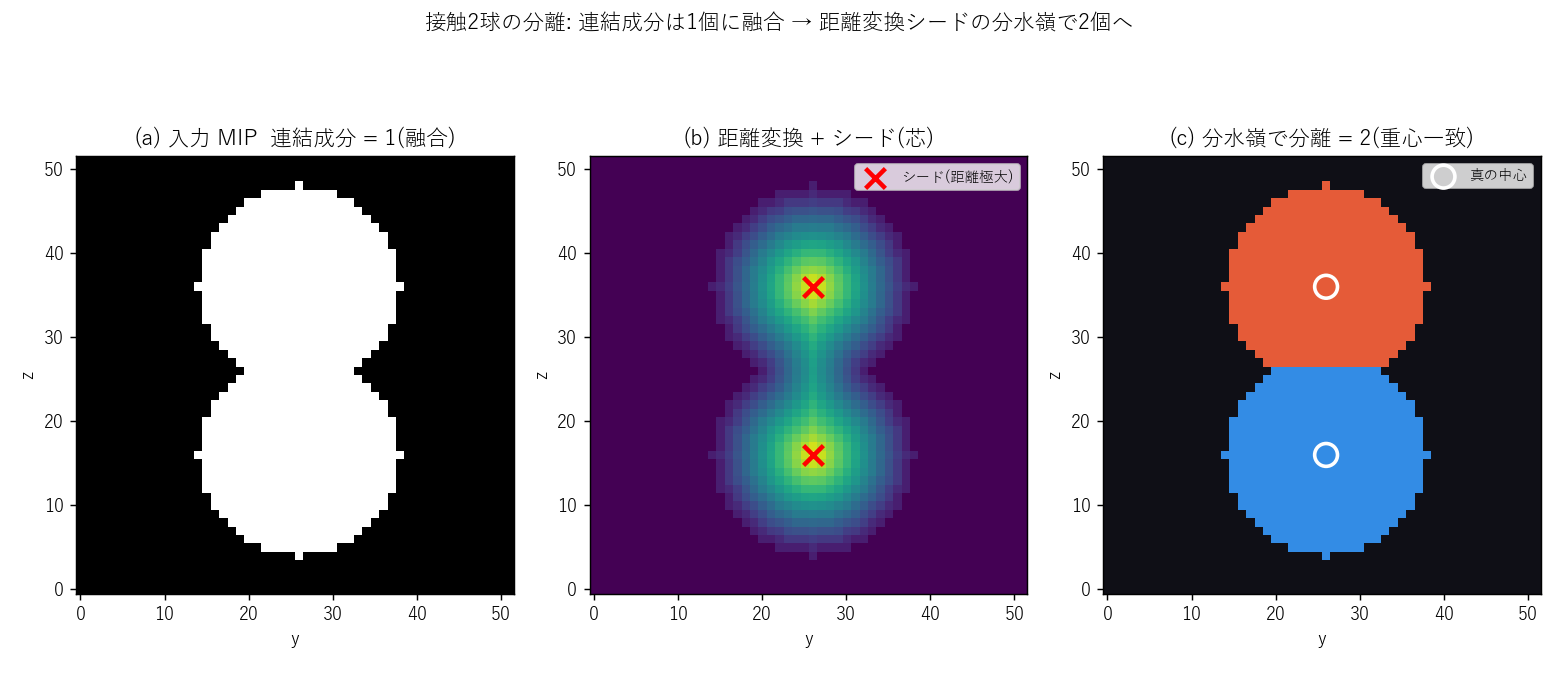 接触した2物体を距離変換+分水嶺(watershed)で分離。連結成分ラベリングでは1個に融合してしまうケース
