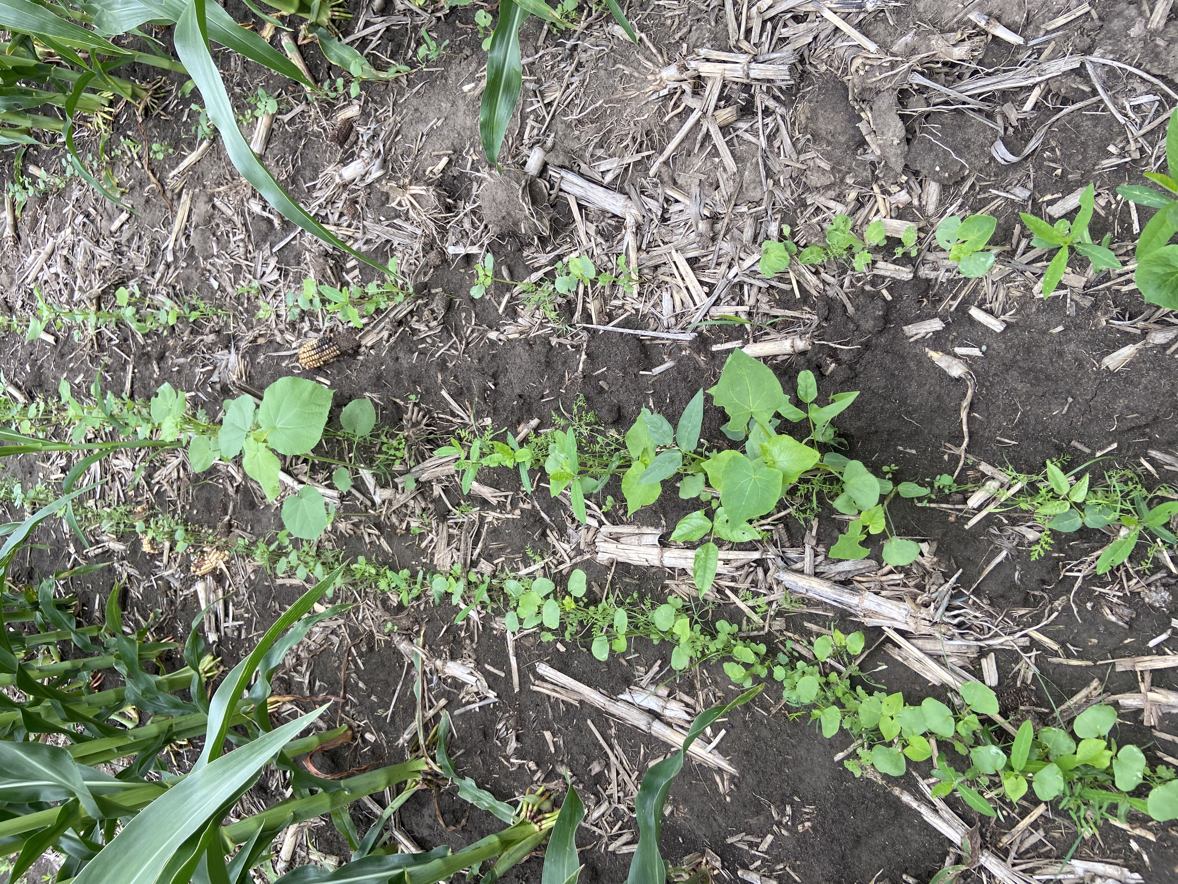 Establishinging ground cover