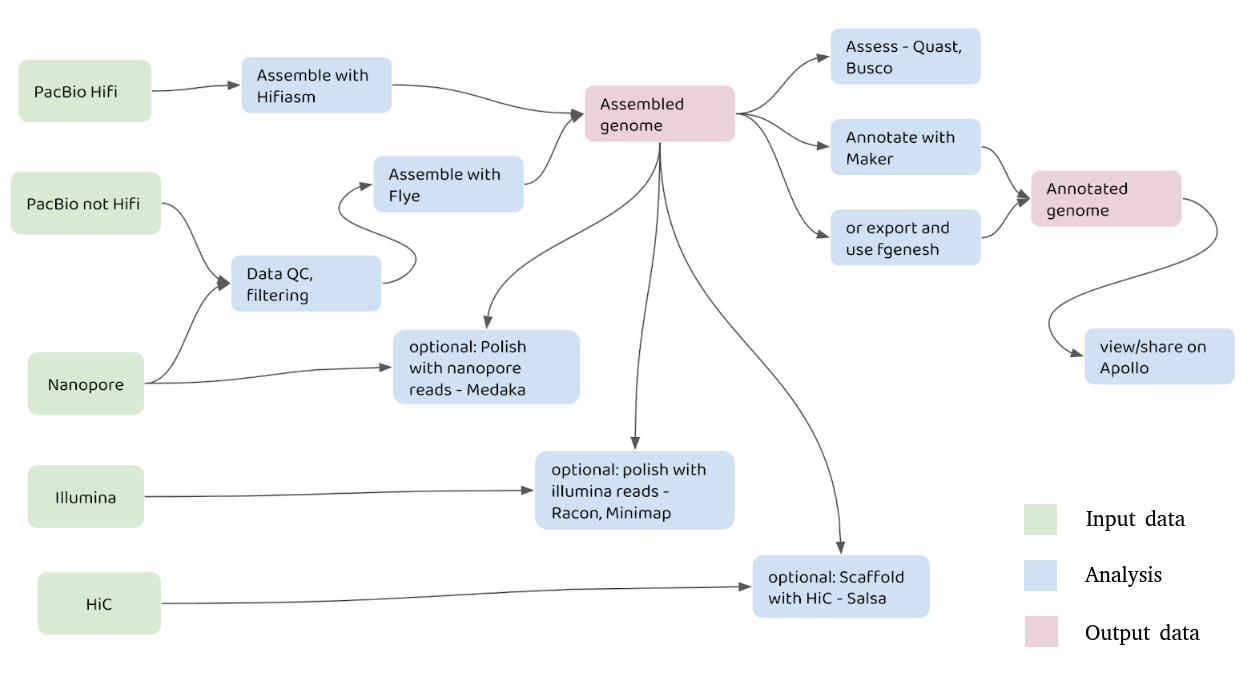 Genome assembly flowchart