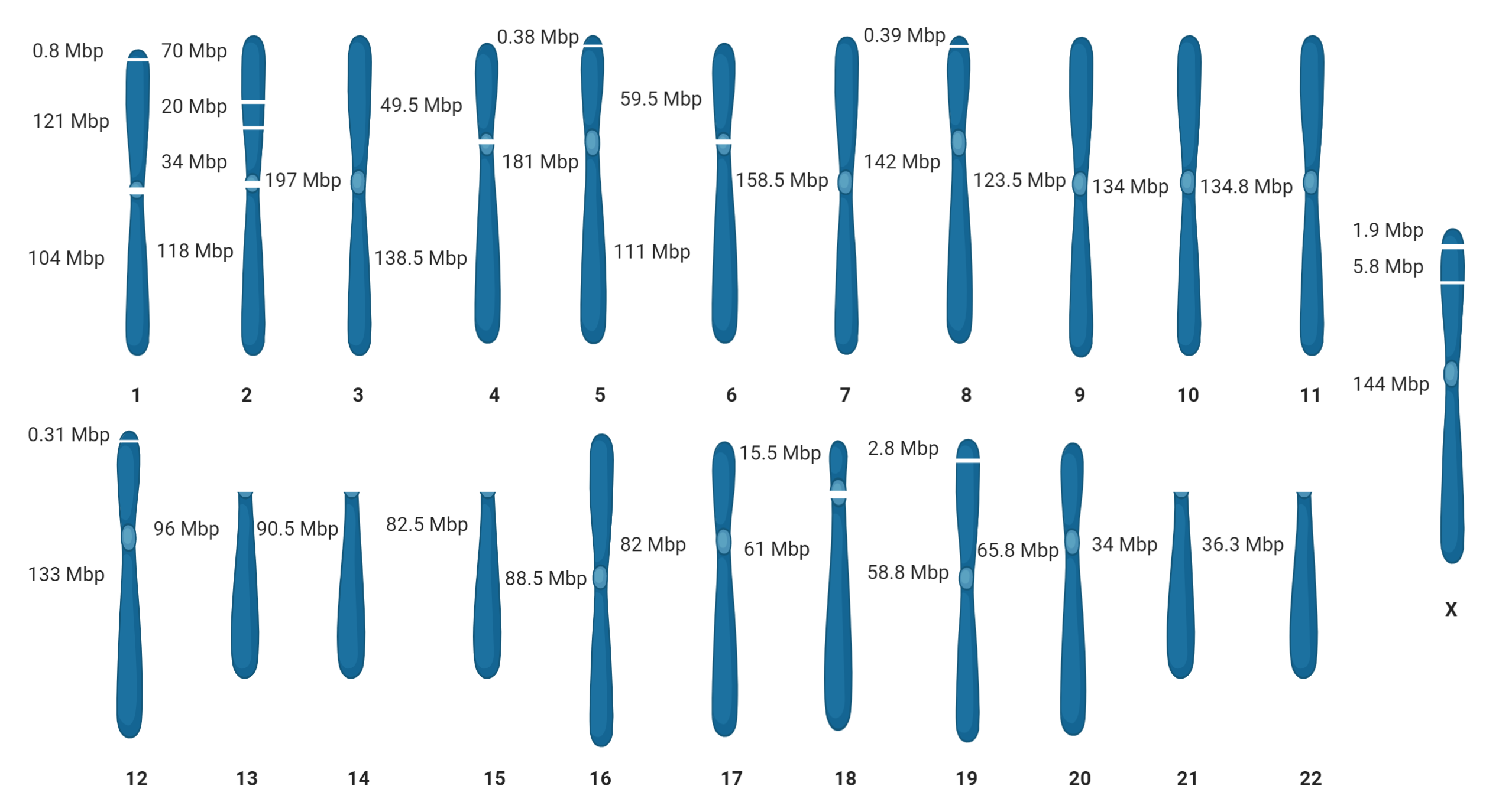 Human Genome 