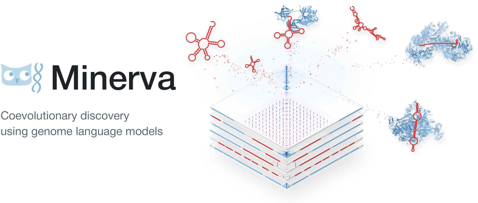 Minerva: coevolutionary discovery using genome language models