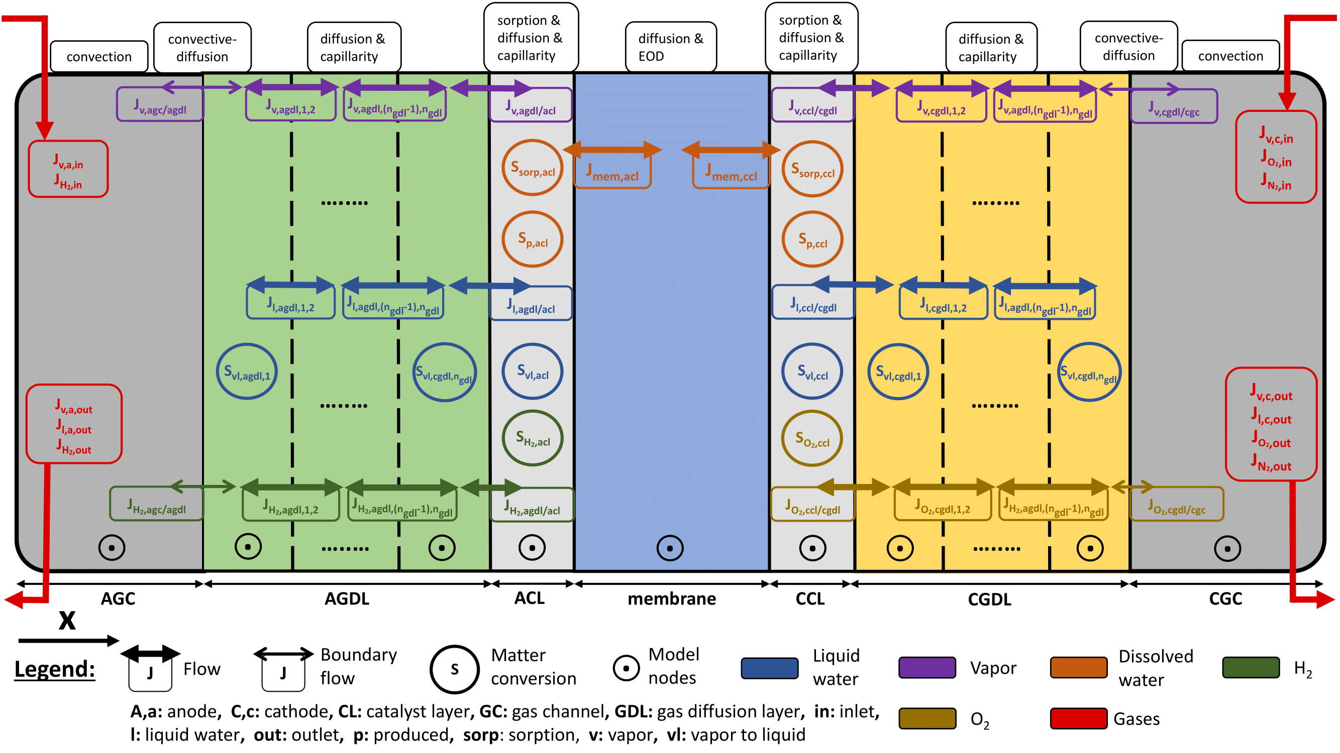 1D modelling of matter transport phenomena in a PEM single cell divided into several nodes