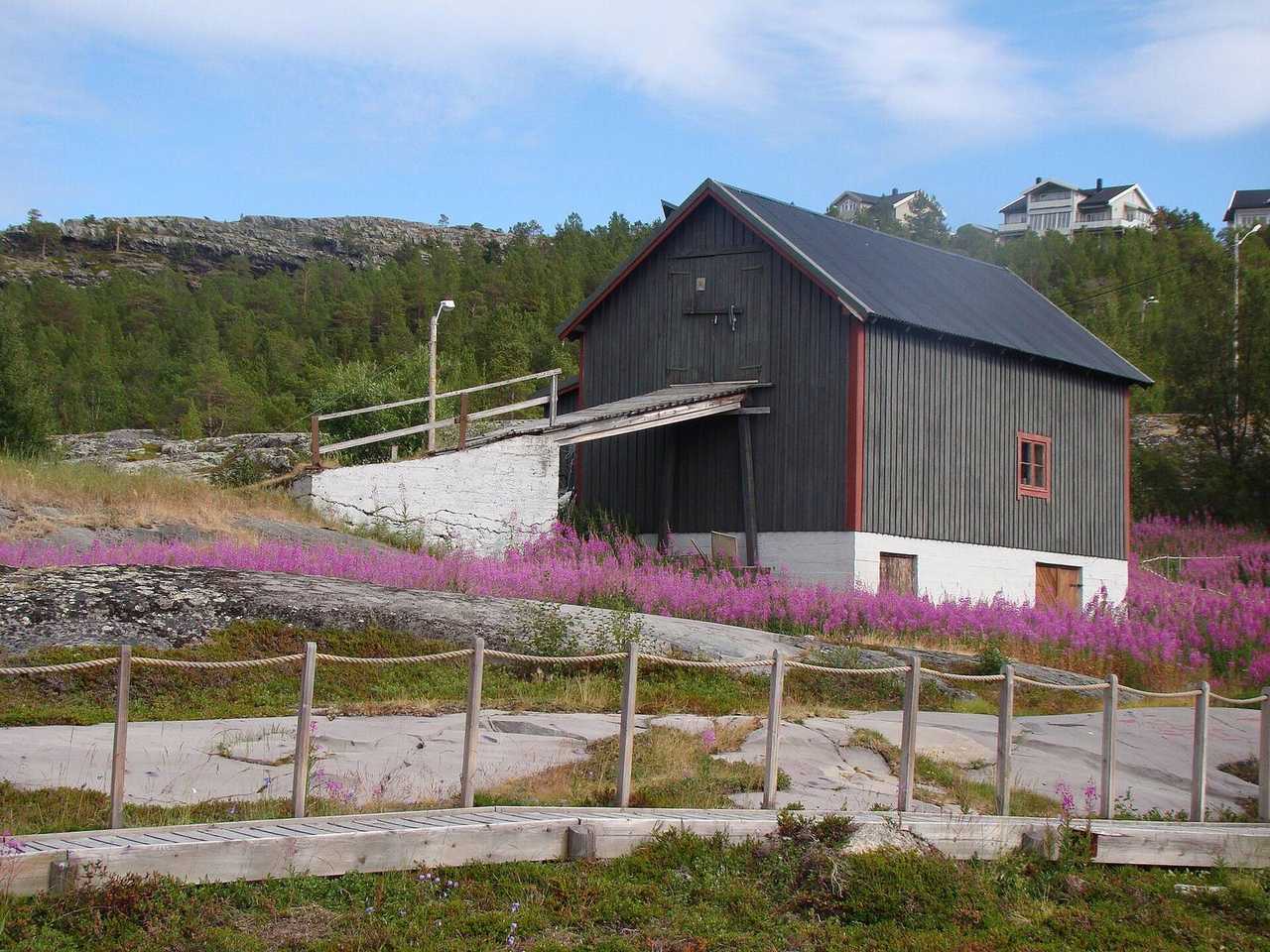 Alta Museum turf-roof barn and fireweed, day, pale blue sky