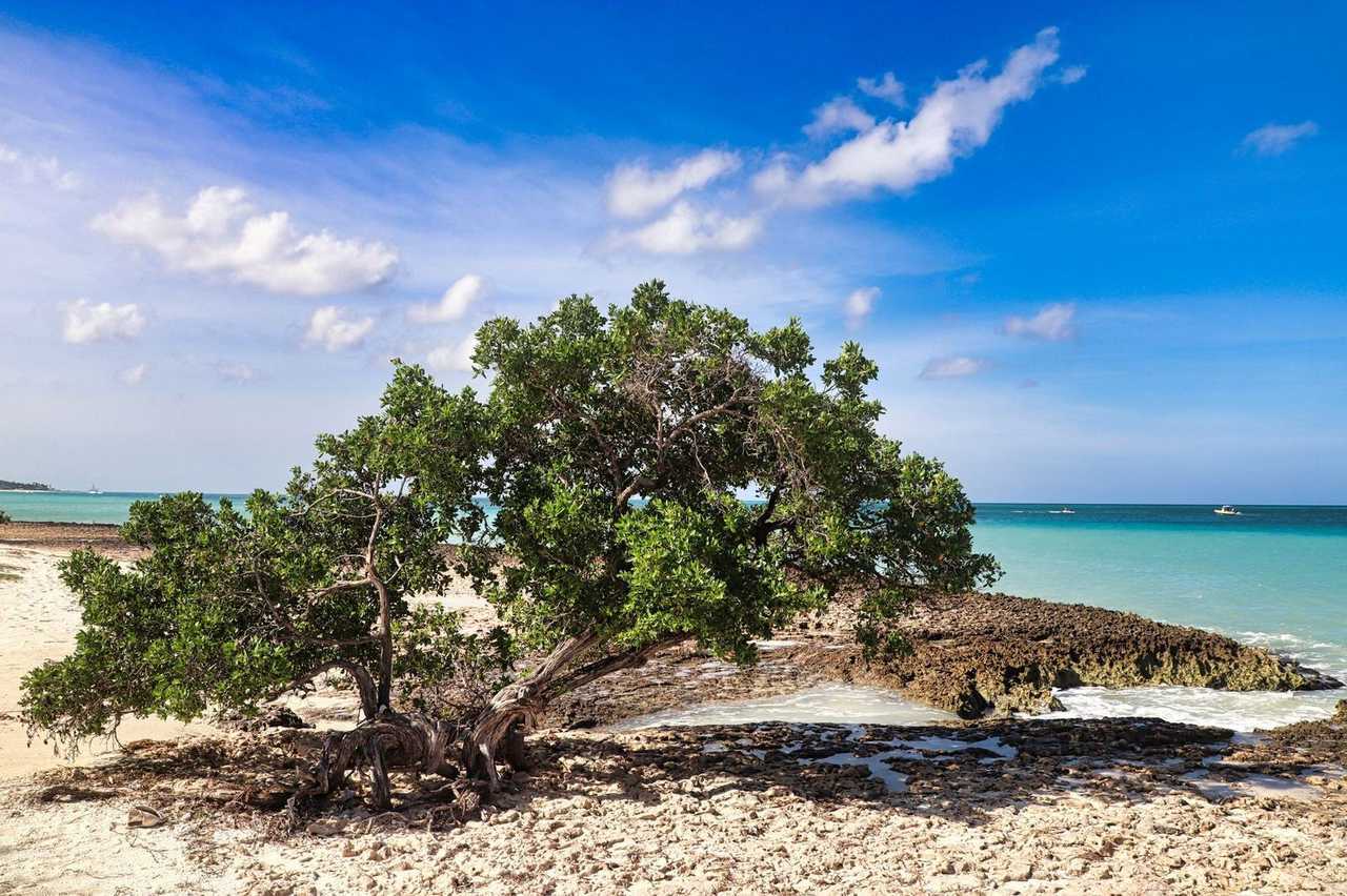 Aruba Divi-Divi tree on rocky shoreline, Oranjestad call, day, blue sky