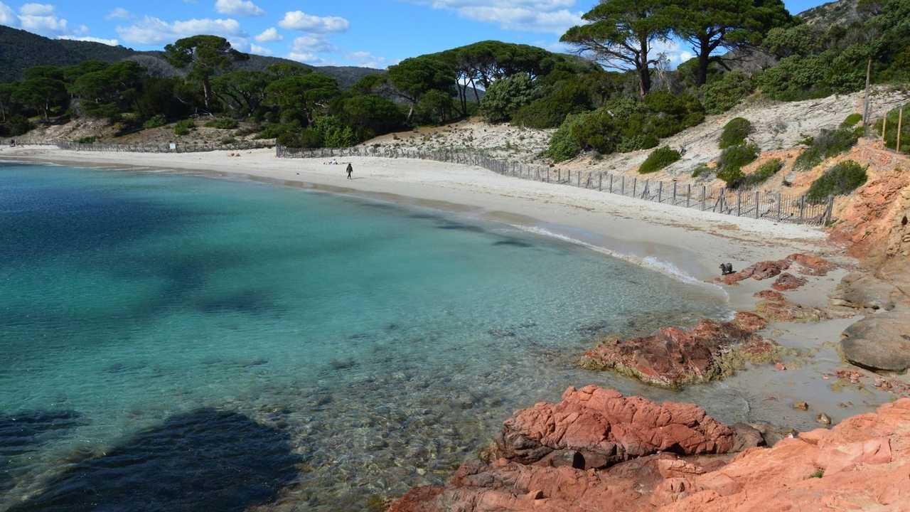 Porto-Vecchio turquoise cove and pine shore, Corsica, day, blue sky with white clouds
