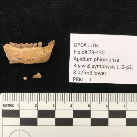 Parapithecidae