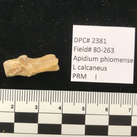 Parapithecidae