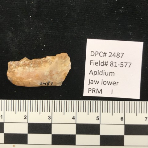 Parapithecidae
