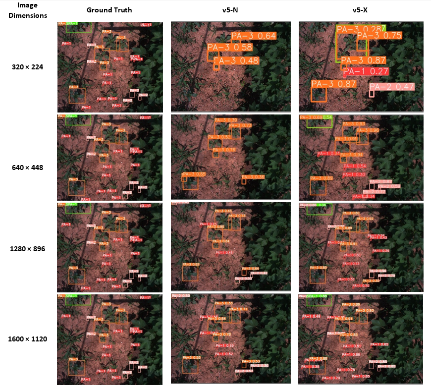 growth stage detection with different image sizes