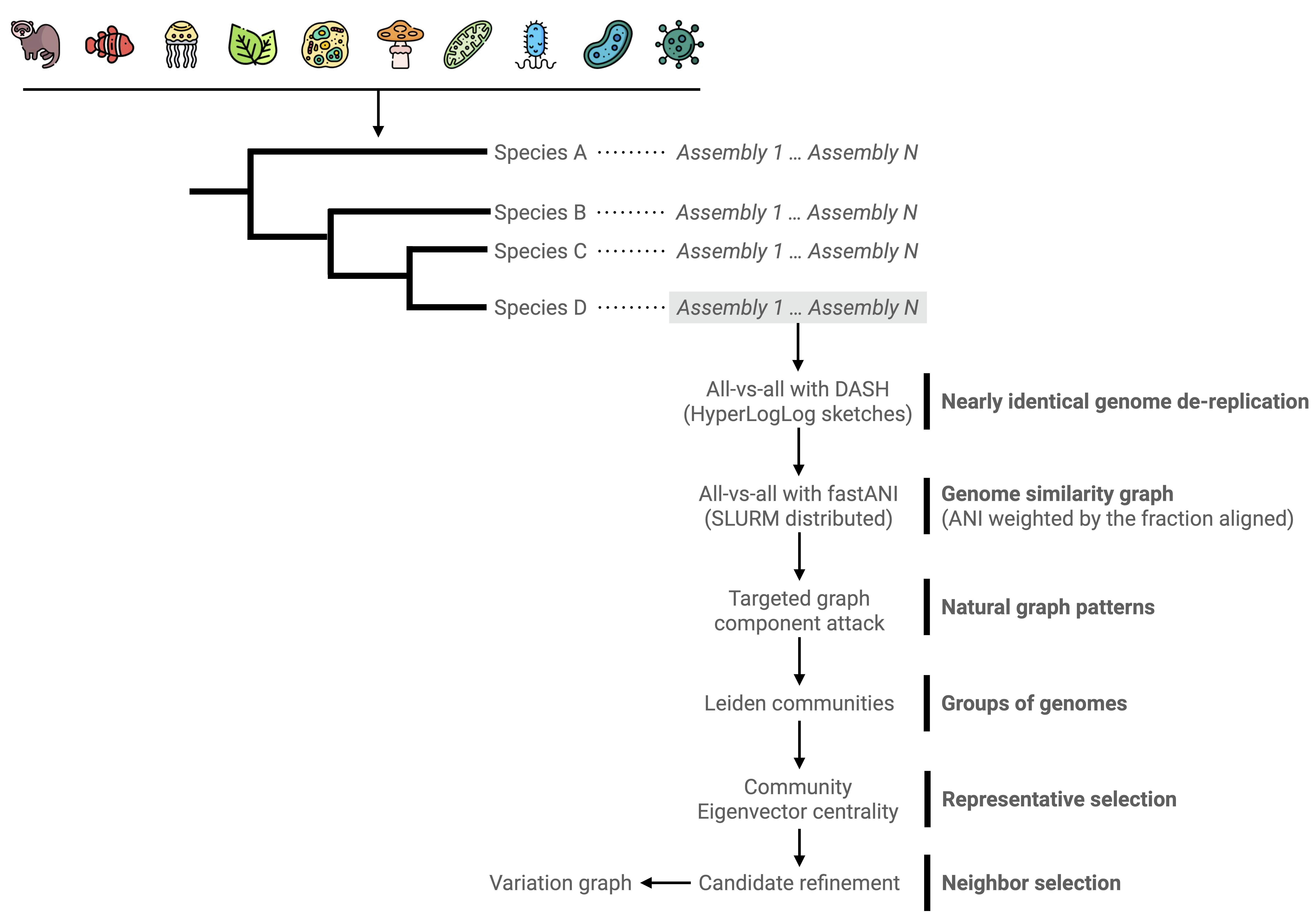 assets/images/derepG-schema.png