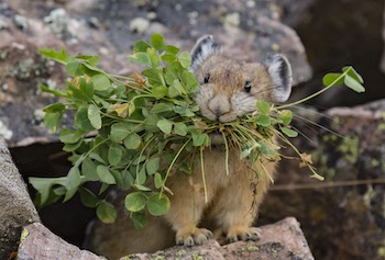 american pika