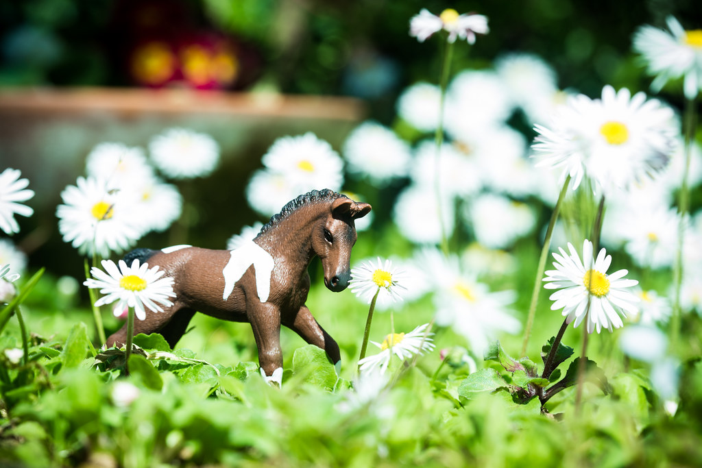 17118777102_e4134455a1_b