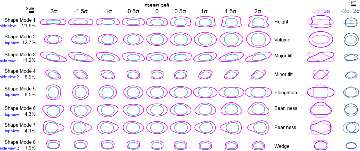 Shape modes