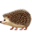 hedgehog