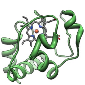 Cytochrome c protein structure