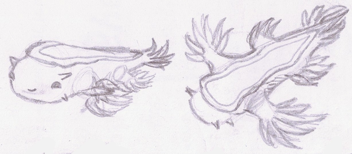 glaucus Sketches