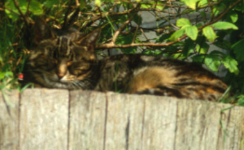 Cat In Planter