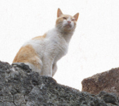 Cat On Wall