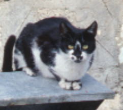 Cat On Trash Can