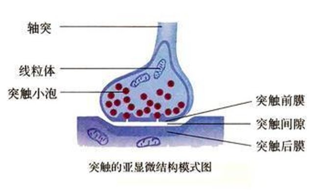 突触结构图