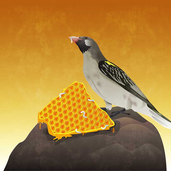A bird sitting on a rock next to some honeycomb.