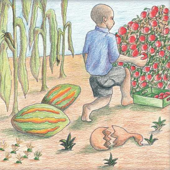 A boy picking tomatoes in a vegetable garden.