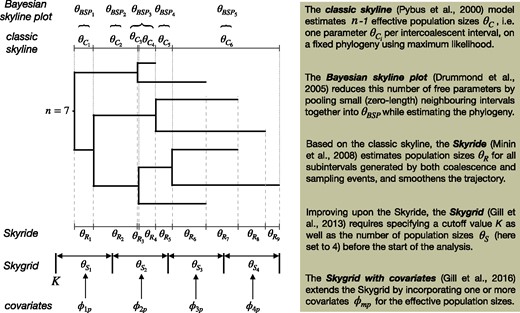 Conceptual representation of various nonparametric coalescent models on a phylogeny of n = 7 heterochronous sequences. The classic skyline (Pybus et al. 2000) and its extension, the generalized skyline (Strimmer and Pybus 2001), were the first among a still increasing collection of nonparametric coalescent models. Initially estimated using maximum likelihood inference on a fixed phylogeny, these models have been extended for use in Bayesian framework while accommodating phylogenetic uncertainty (Drummond et al. 2005). Recent developments include the Skyride (Minin et al. 2008), the Skygrid (Gill et al. 2013), and its extension to incorporate covariates (Gill et al. 2016), which all employ smoothing priors.