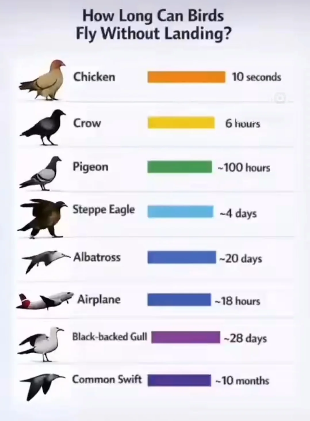 Before: colorful bar chart with bird illustrations, inconsistent colors, decorative clutter