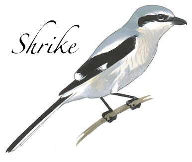 Shrike Logo