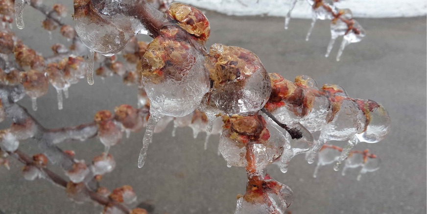 frozen blossoms