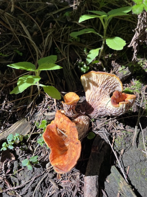 Recolección de Hongos, Faldas del Popocatépetl