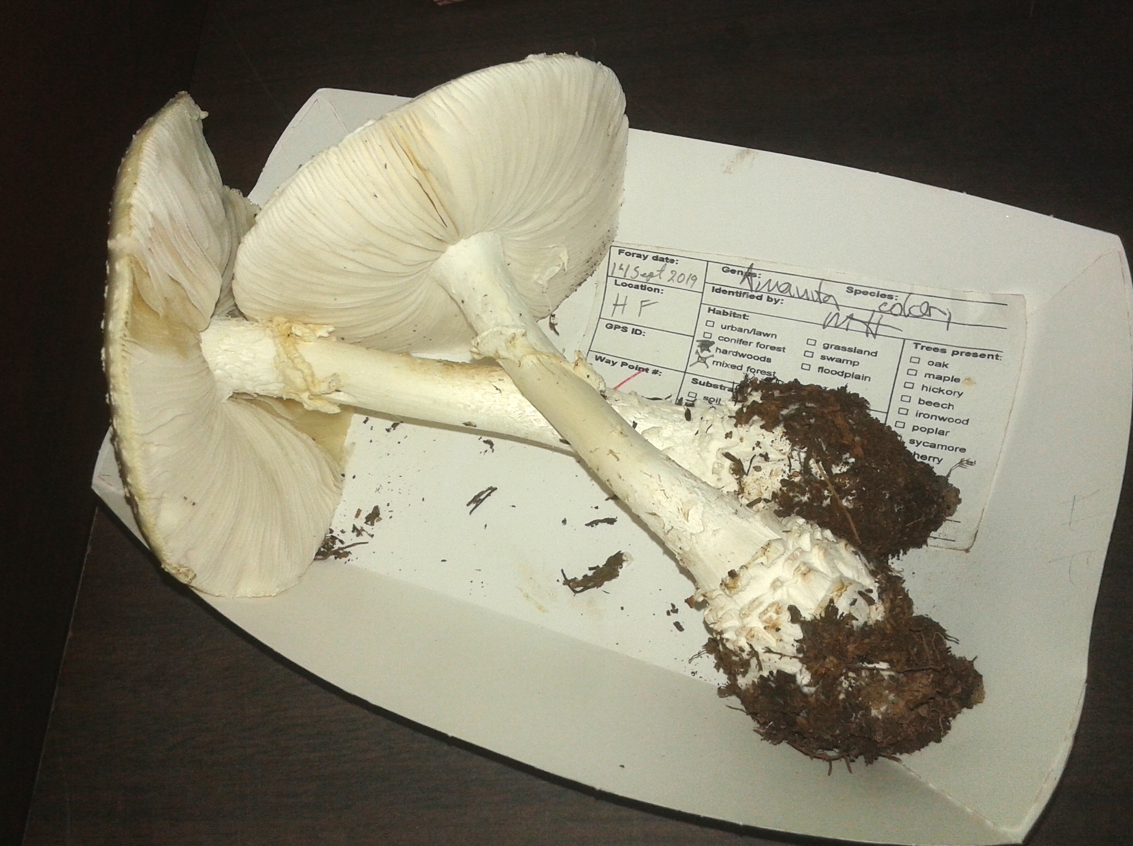Picture of Destroying Angel