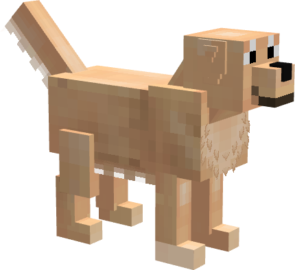 Golden Retriever coat