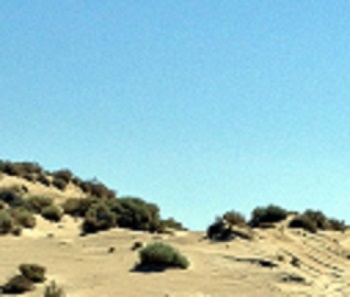 Dune Landscape