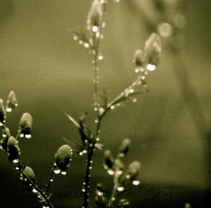 καλοκαιρινές βροχές