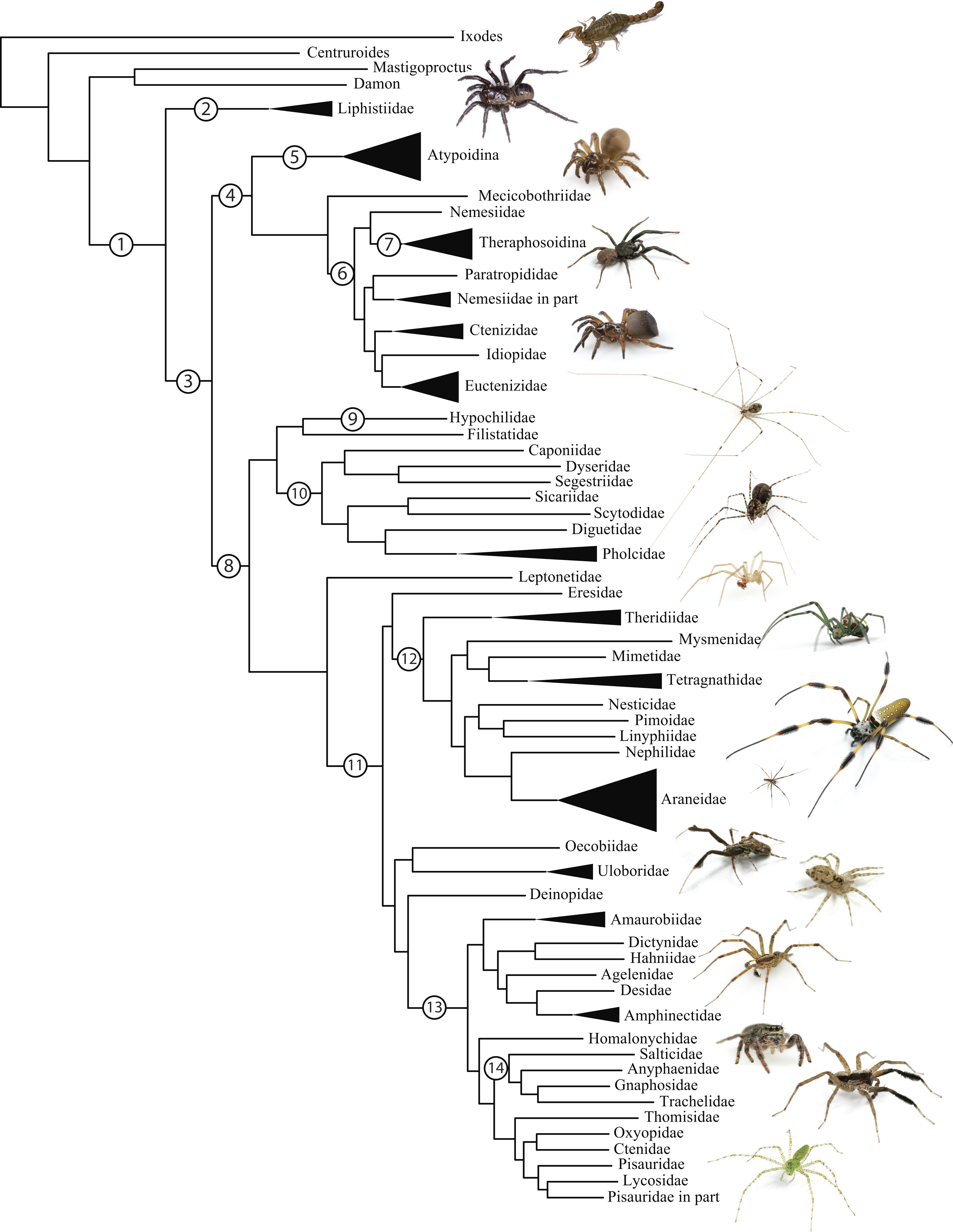 Figure 5 A Spider Phylogeny Numbers At Internal Nodes