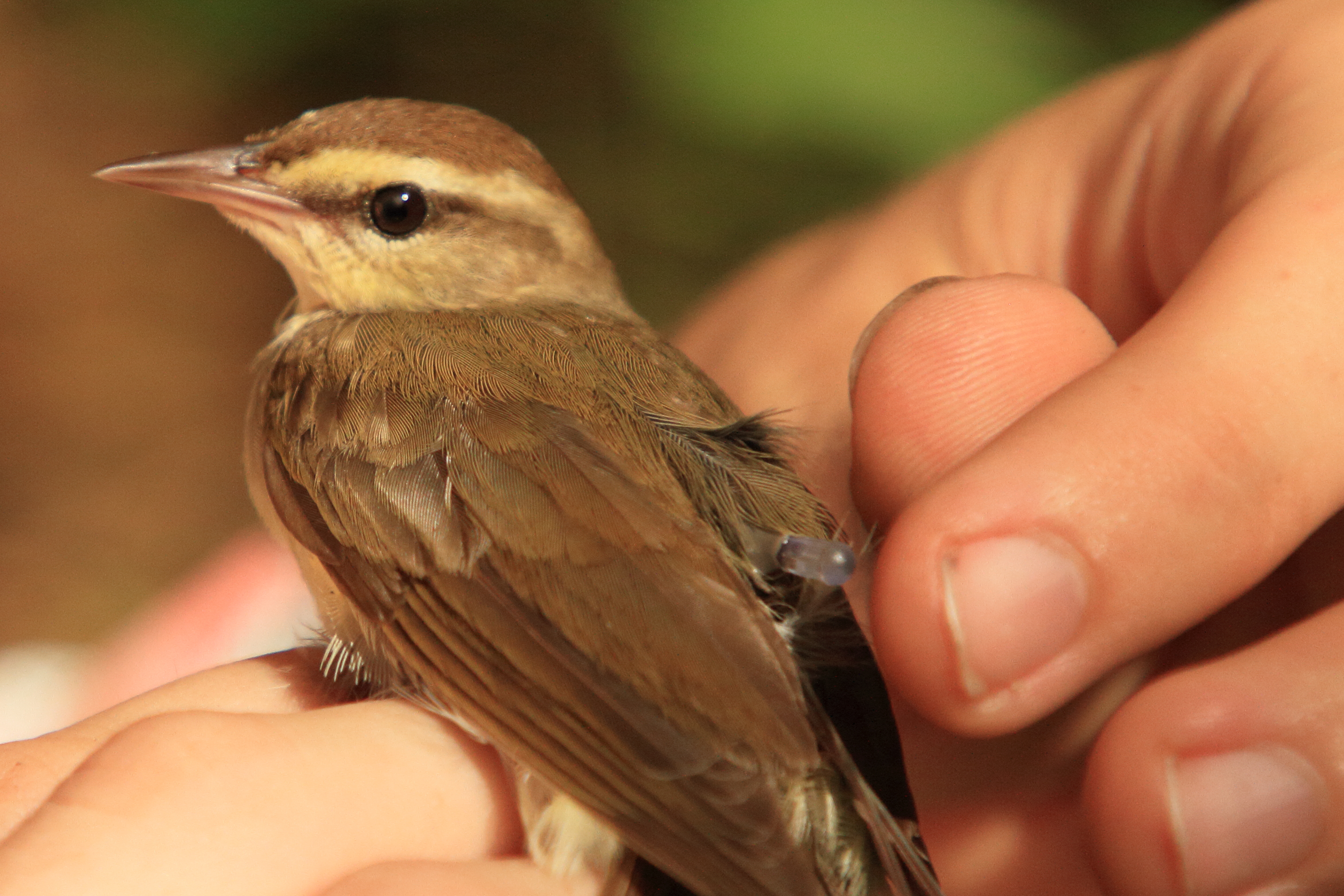 Swainson’s Warbler with geolocator (Phil Stouffer)