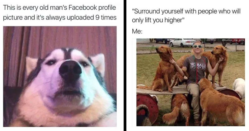 A_compilation_of_adorable__wholesome_dog_memes__.webp