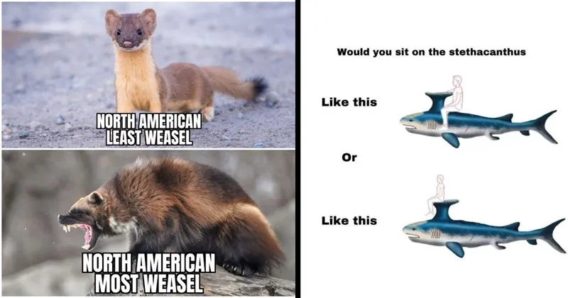 A_compilation_of_adorable_animal_memes_.webp