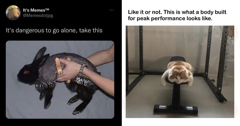 A_compilation_of_adorable_animal_memes_and_imagess.webp