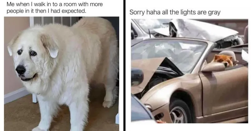 A_compilation_of_adorable_dog_memes.webp