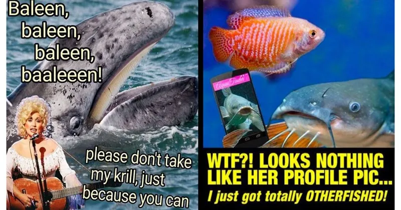 A_compilation_of_animal_and_ecology_memes_.webp