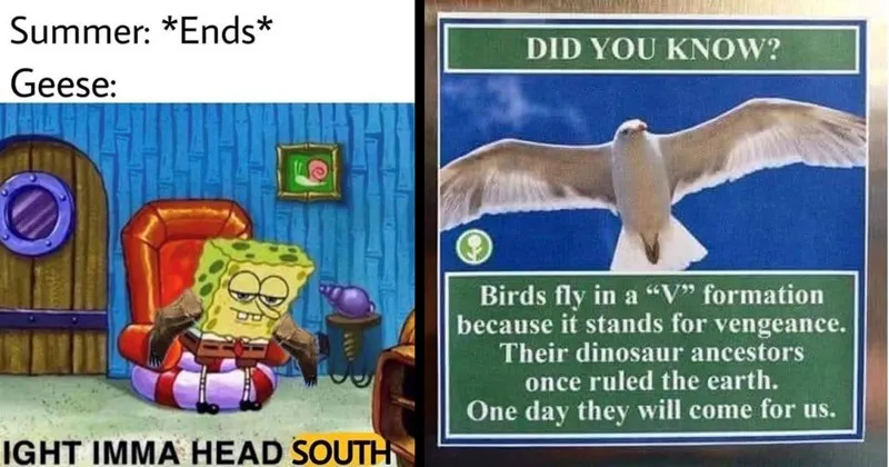 A_compilation_of_animal_themed_memes.webp