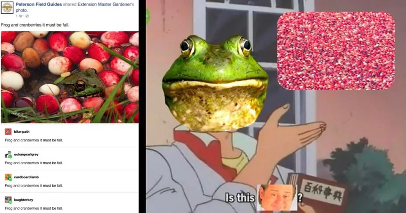 A_compilation_of_animal_themed_memes_.webp