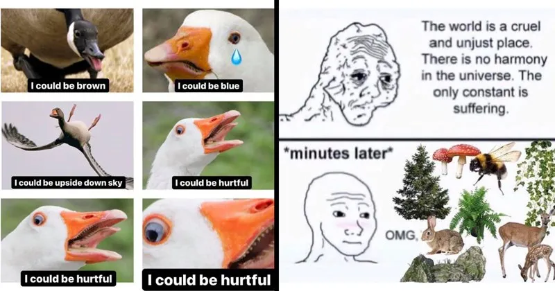 A_compilation_of_cute_animal_memes_that_don_t_include_cats_and_dogs__.webp