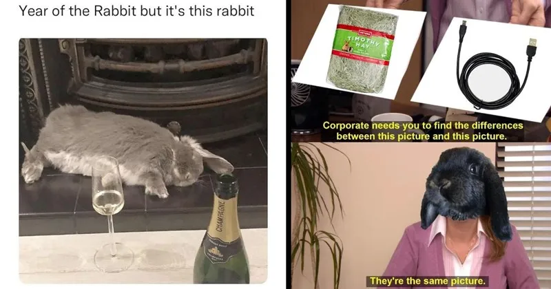 A_compilation_of_cute_bunny_and_rabbit_memes_to_celebrate_2023_as_the_year_of_th.webp