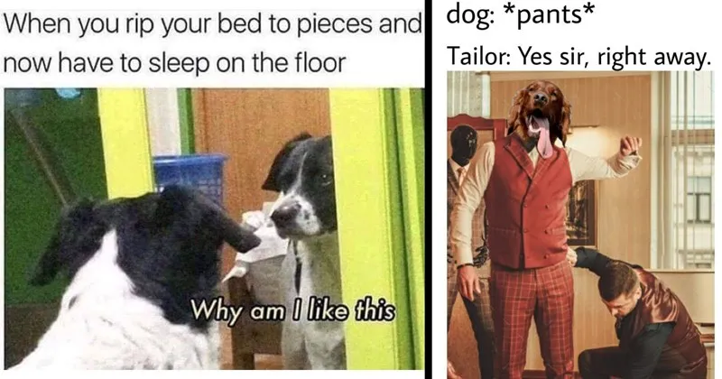 A_compilation_of_dog_and_puppy_memes_and_images.webp