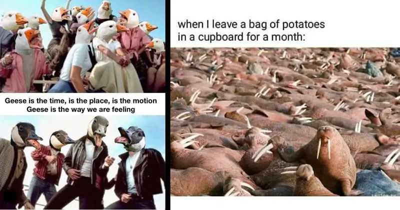 A_compilation_of_funny_and_clever_animal_memes.webp