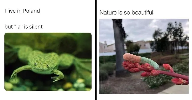 A_compilation_of_funny_and_cute_animal_memes.webp